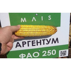 Насіння кукурудзи Аргентум