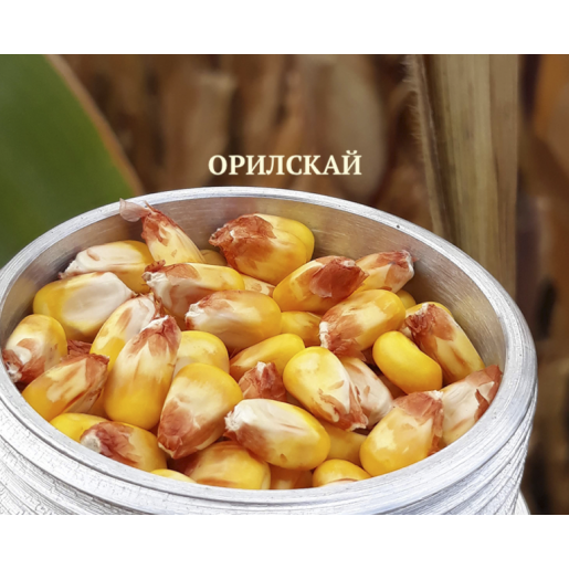 Кукурудза Орілскай