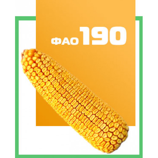 Насіння кукурудзи Почаївський 190 МВ