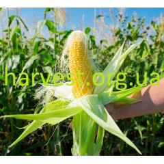 Насіння кукурудзи ДК Велес