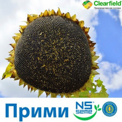 Насіння соняшнику Прімі