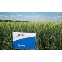 Насіння озимої пшениці Румор