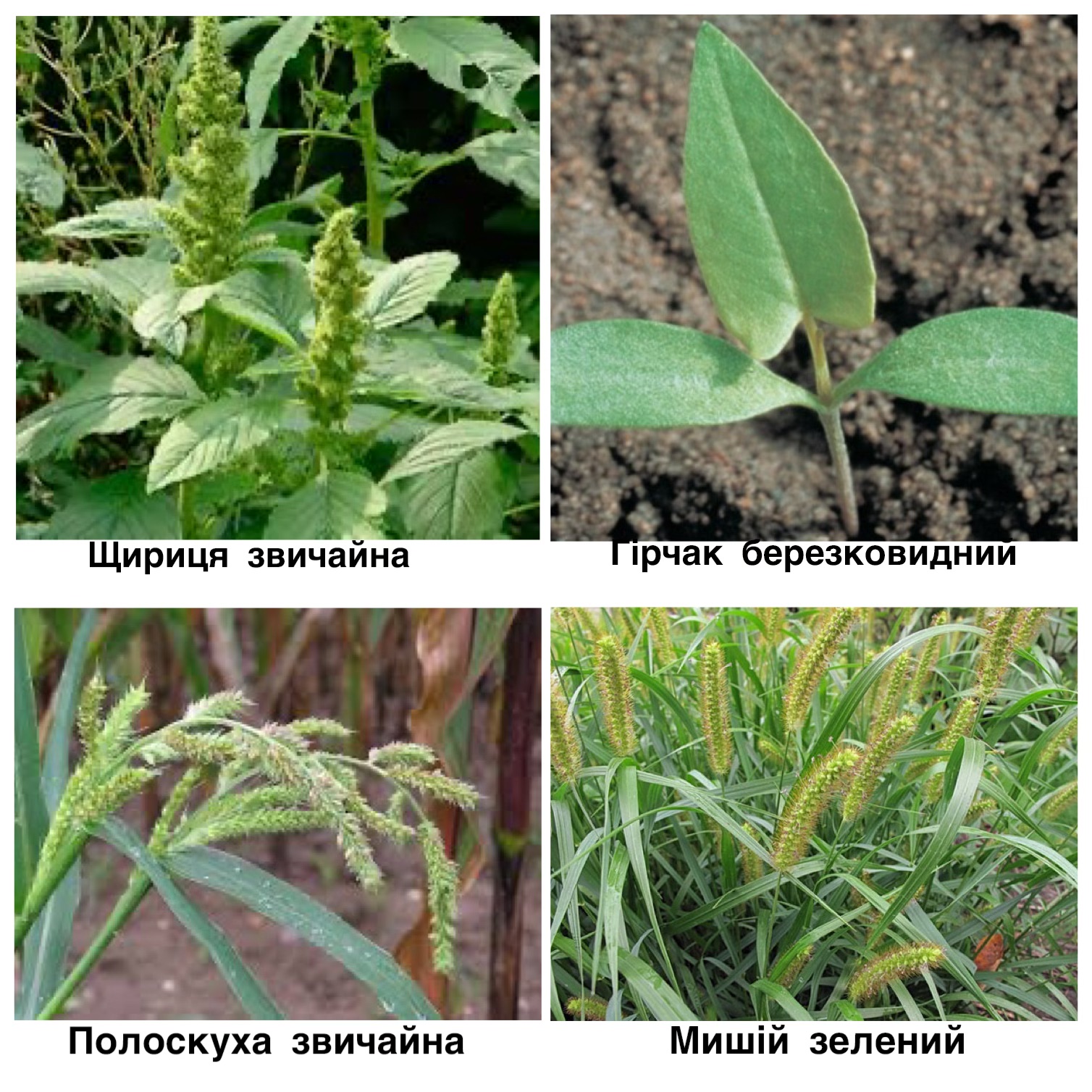 Реакція бур'янів на Геліос Максі